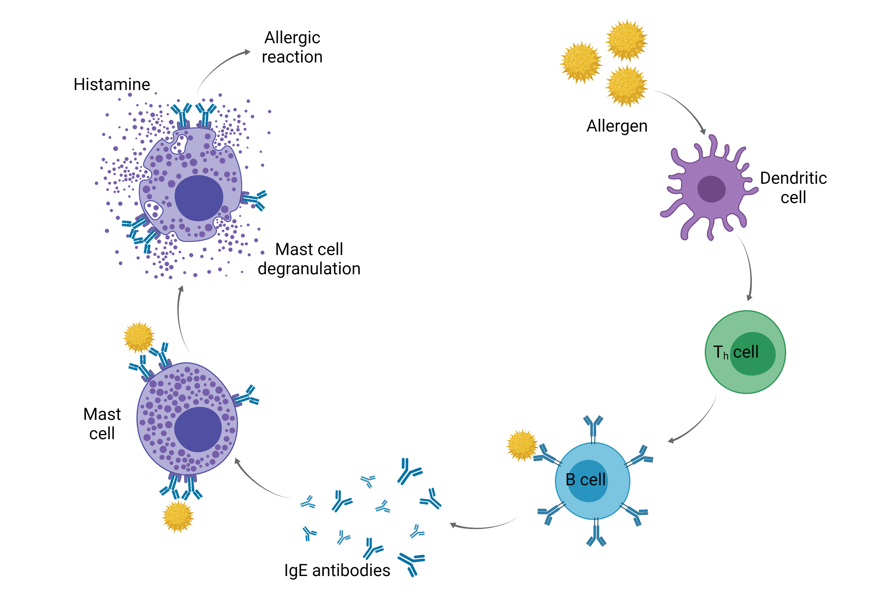Allergy mechanism 2.png